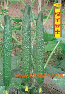 专业解析 山东省寿光市绿兴种苗发展中心黄瓜种苗的价格、厂家信息与产品优势