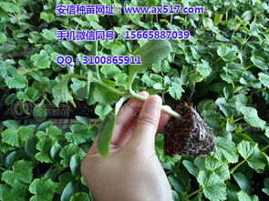 安信种苗嫁接黄瓜苗 正定地区的优质选择与价格解析