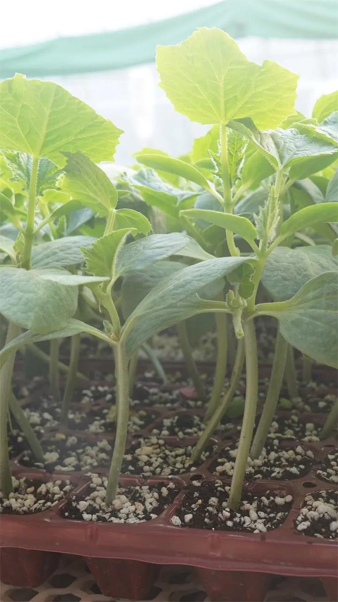 如何成功培育越冬油亮、易移栽的黄瓜苗 以济宁与滨州嫁接技术为例