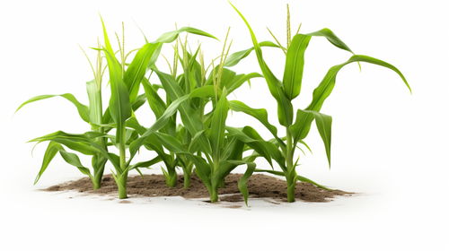 创新农业摄影 从玉米苗到嫁接黄瓜苗的生命美学