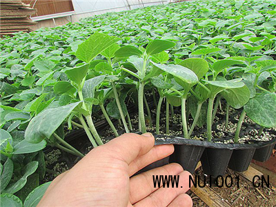 丹东优质嫁接黄瓜苗批发 德瑞特黄瓜种苗的卓越选择